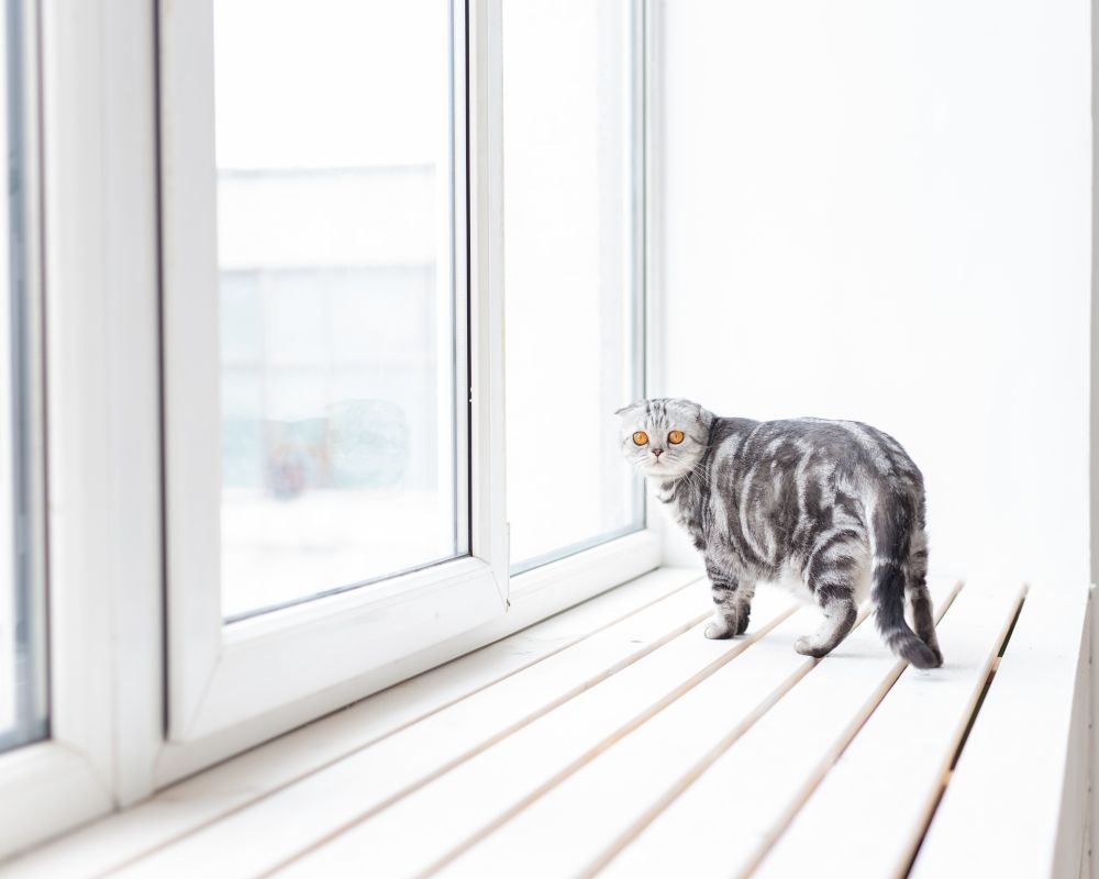 Gato en la ventana.